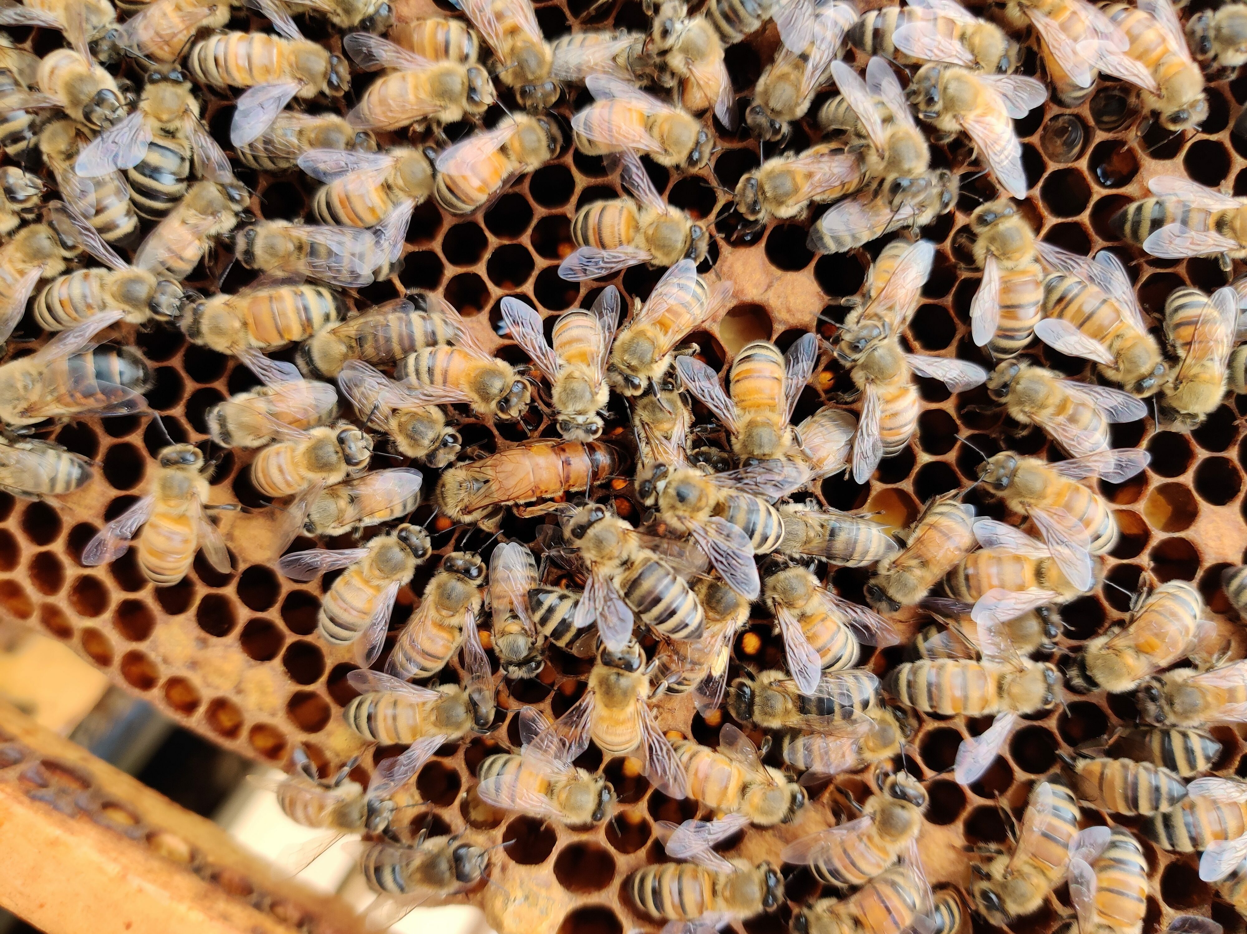 Queen spotted in the center of the image during my first hive inspection.