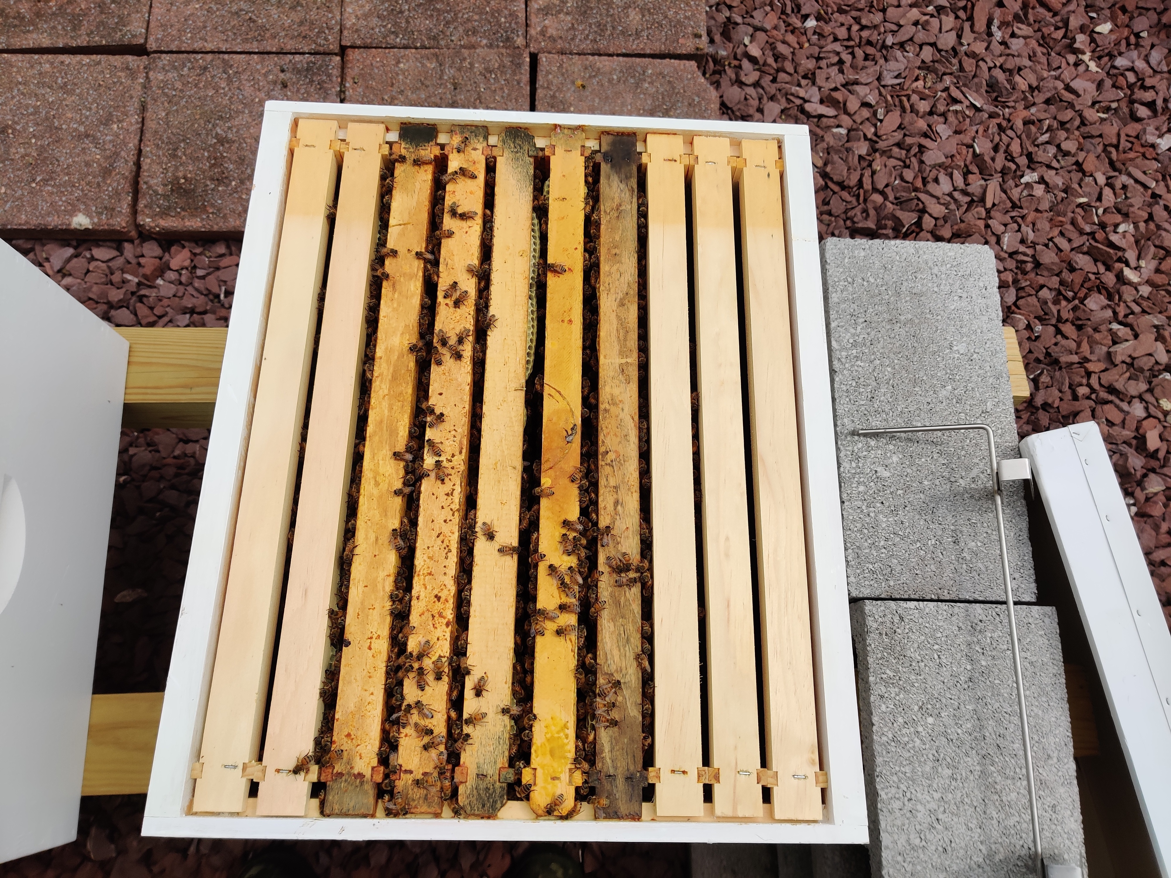 5 frame nucleus hive installed into a 10 frame langstroth hive.