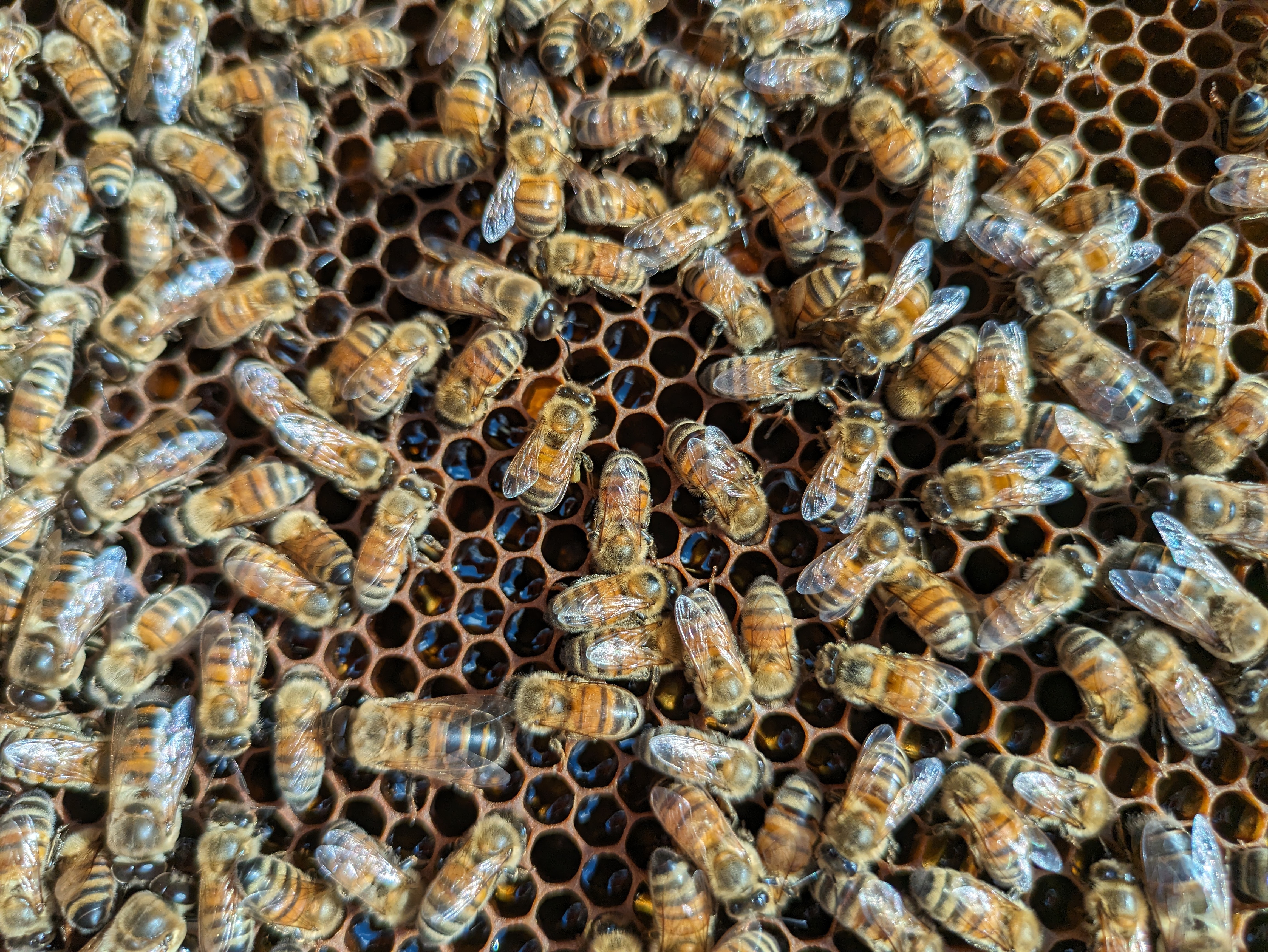 frame of bees with dark nectar in the hexagon cells.