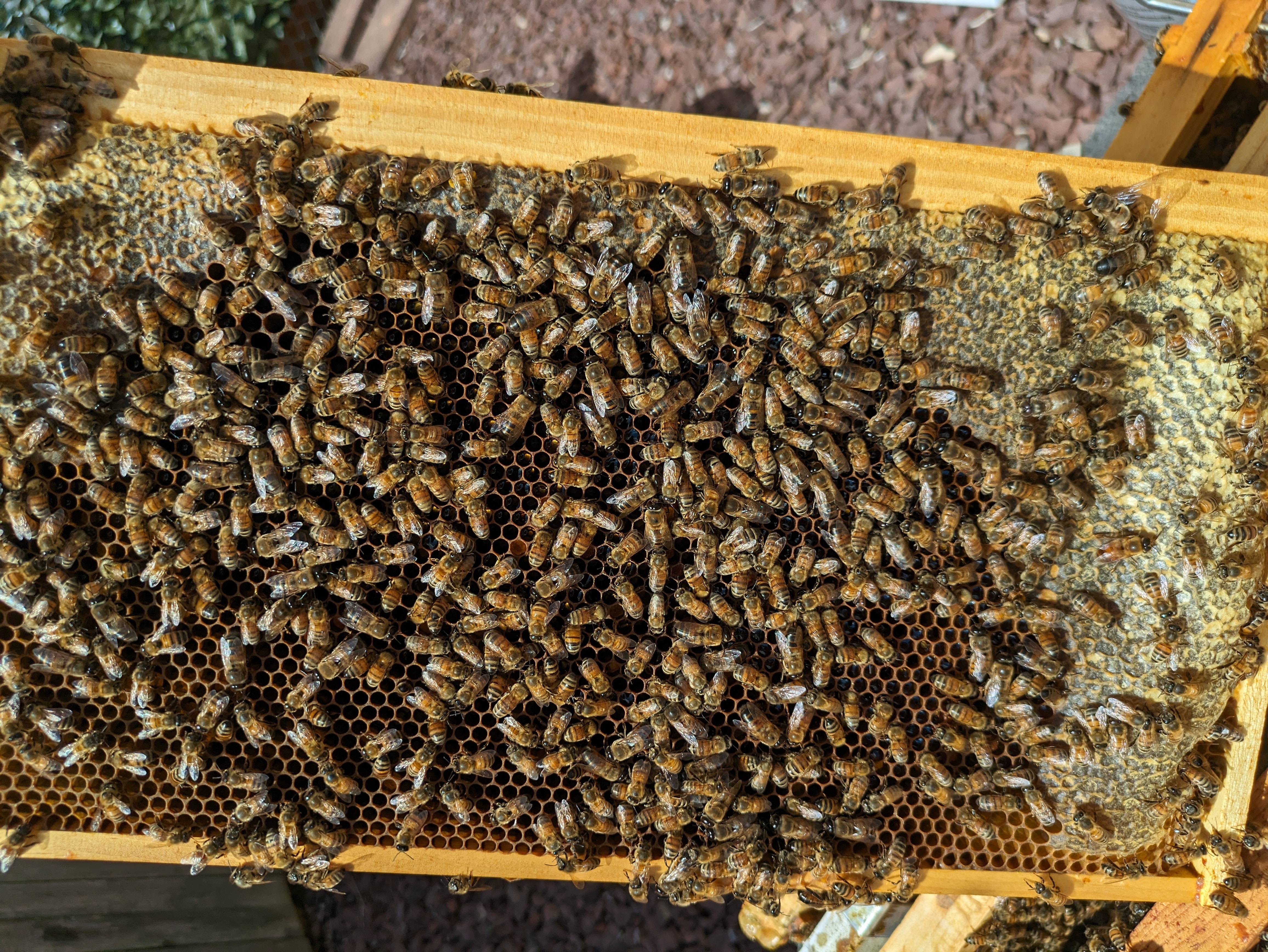 honeybee hive frame with stores of honey and pollen at the edges of the frame.