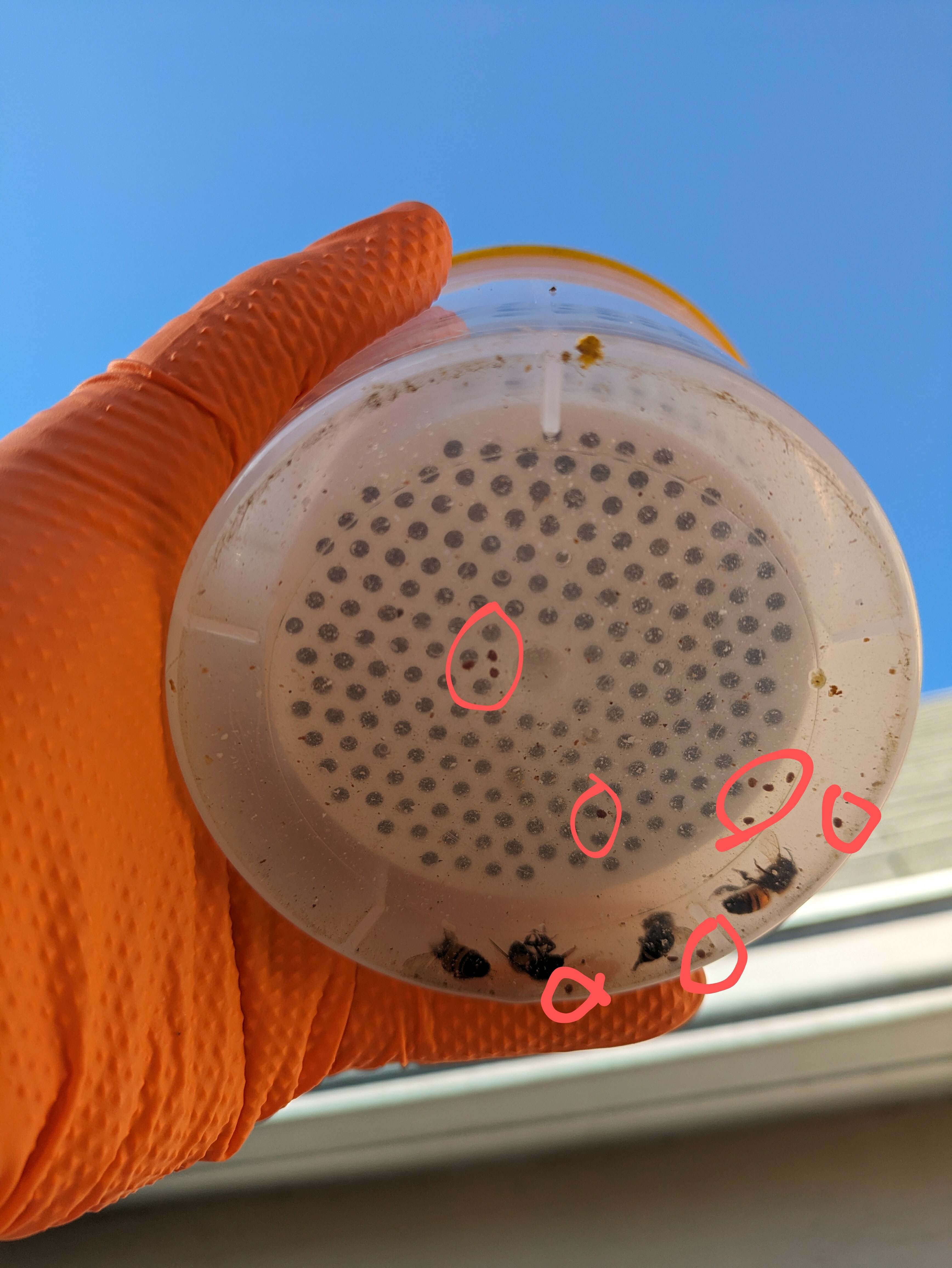 alcohol wash varroa mite check with 11 mites circled.