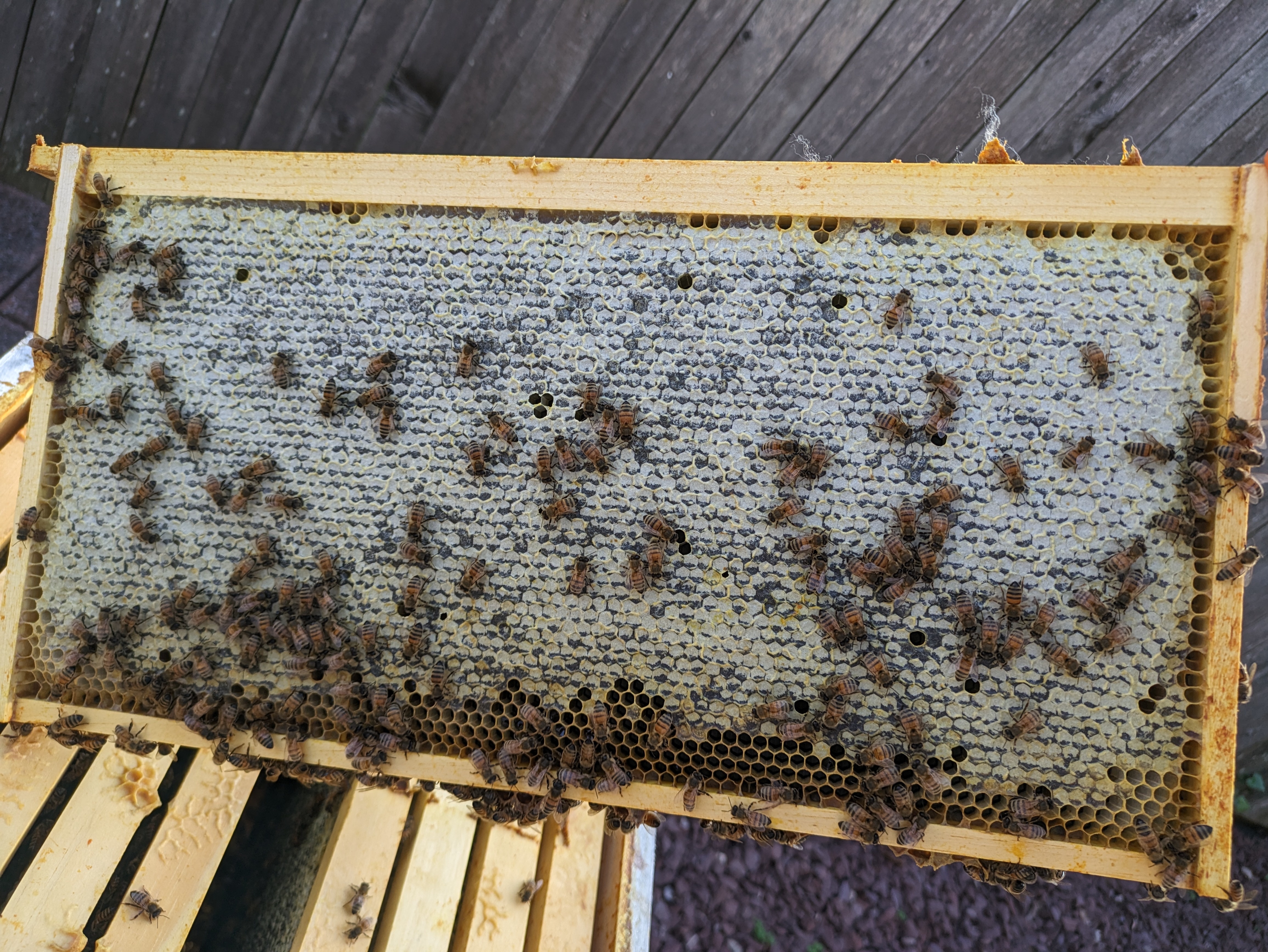 Full deep frame containing capped honey stores for the winter