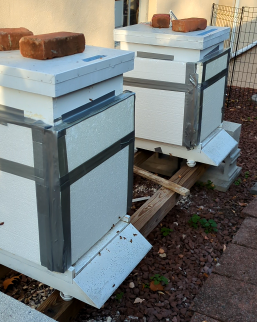 two winterized beehives covered in styrofoam insulation