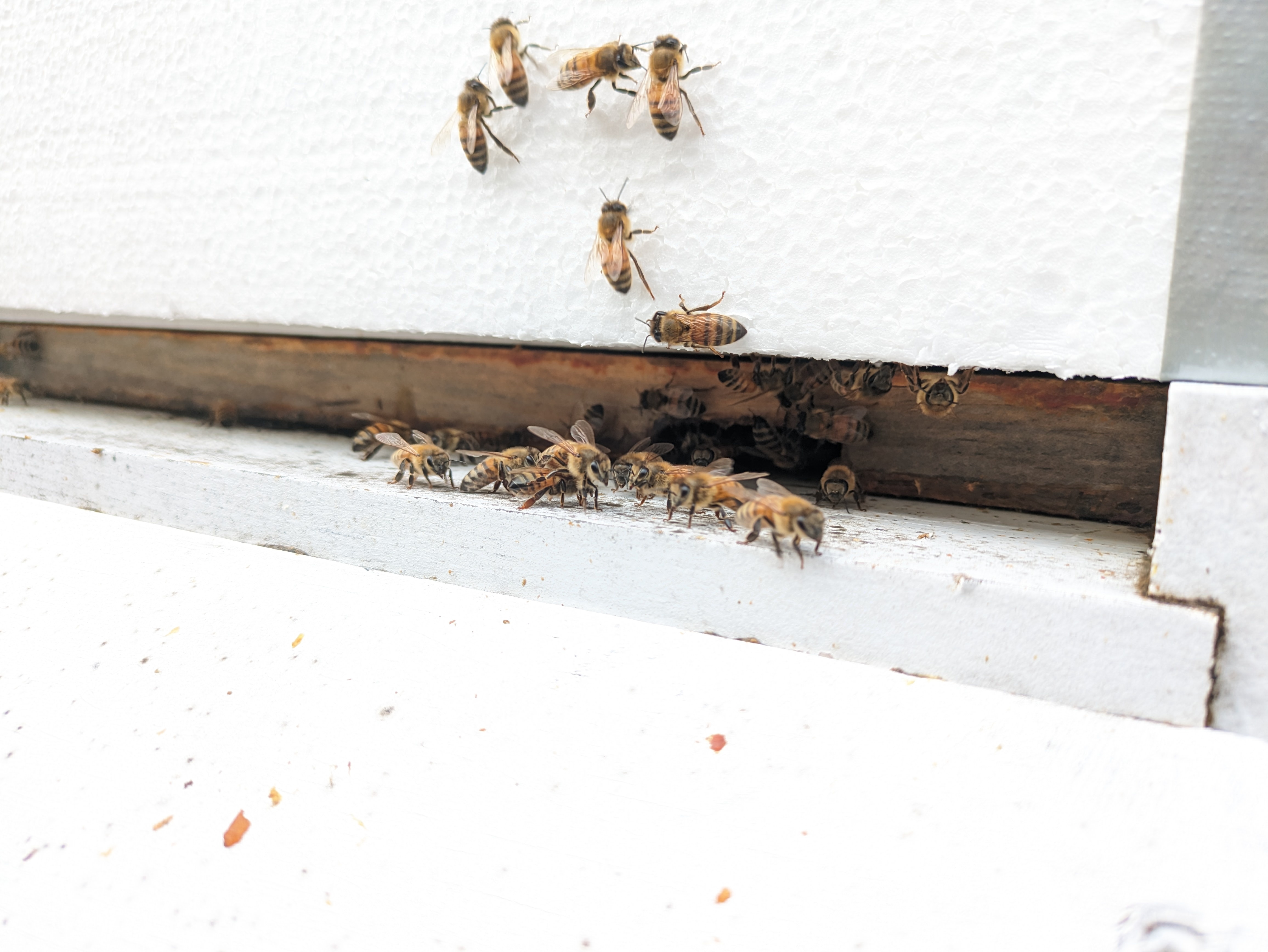 honey bees congregating at the hive entrance on a warm day