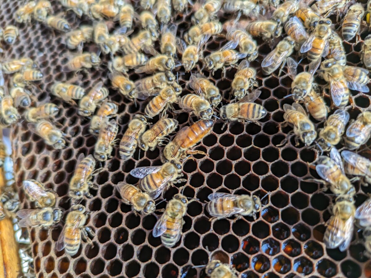 Queen found in the Gage hive