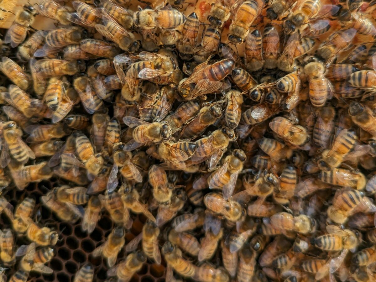 honeybee queen marked in yellow (2023) on a frame of bees