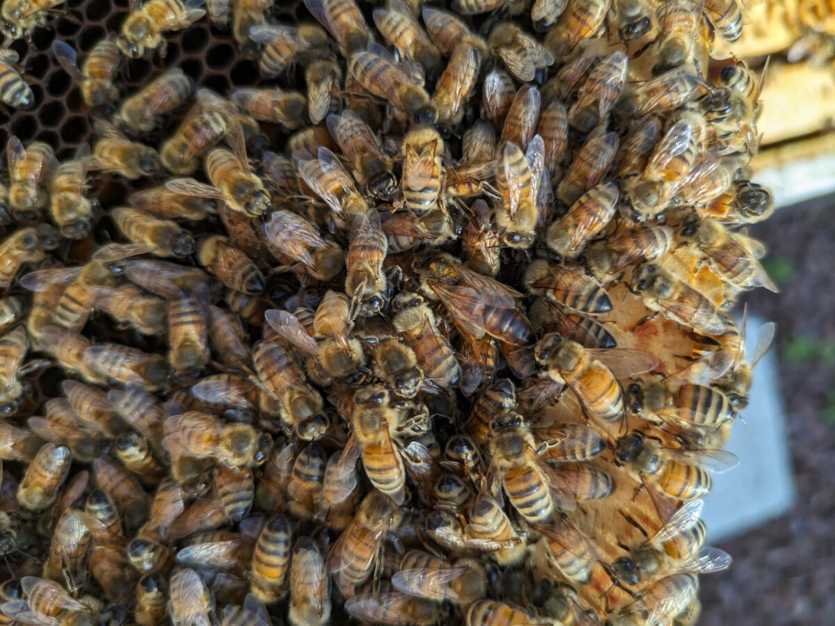 honeybee queen on a frame of bees