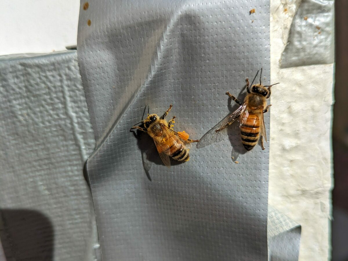 Bees warming up in the sun with pollen on their legs in February